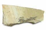 Long, Partially Exposed Fossil Fish (Diplomystus) - Wyoming #292107-1